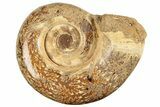 Jurassic Ammonite (Hemilytoceras) Fossil - Madagascar #226709-1
